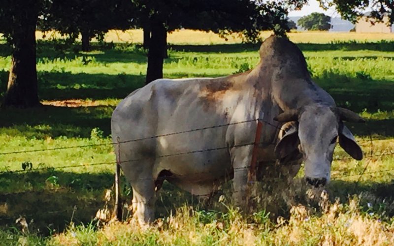 “Cattle of the Lord” – An Interview with Poet Rosa Alice Branco (Millicent Borges Accardi)